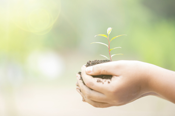 手のひらと土　葉